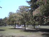麗澤大学のマロニエの樹20040501