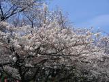 2005_04_05 上野公園の桜.jpg